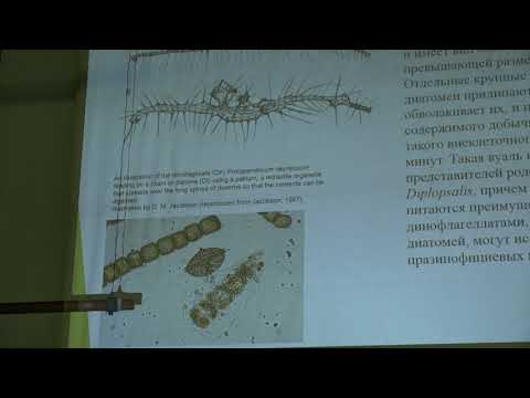 Видео: Белякова Г. А. - Низшие растения - 5. Супергруппа Rhizaria