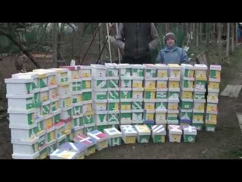 Видео: нуклеусы