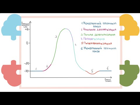 Видео: Потенциал действия. Разбираем на простой аналогии из жизни
