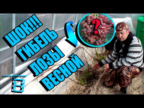 Видео: ПОЧЕМУ ВЕСНОЙ МОЖЕТ ПОЛНОСТЬЮ ПОГИБНУТЬ ЛОЗА? НЕ СОВЕРШАЙТЕ ЭТОЙ ОШИБКИ! СЕВЕРНЫЙ ВИНОГРАДНИК 22-12