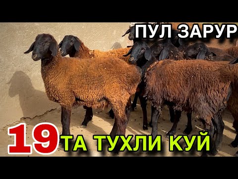 Видео: ПУЛ КЕРАК СОТАМАН! ТУХЛИ КУЙ НАРХЛАРИ 2025.