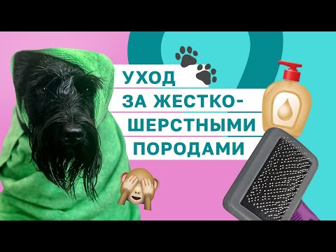 Видео: ЦВЕРГШНАУЦЕР, СКОТЧ-ТЕРЬЕР, ЭРДЕЛЬТЕРЬЕР, ФОКСТЕРЬЕР: как ухаживать за жесткошерстными собаками?