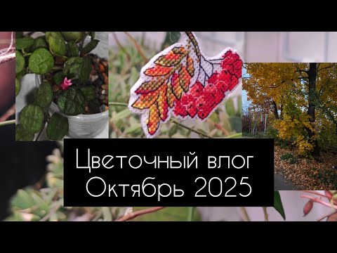 Видео: Цветочный влог. Октябрь 2025