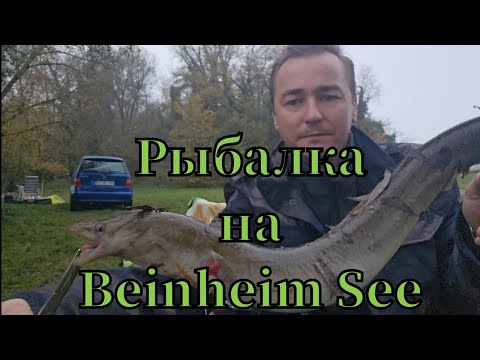 Видео: Активная рыбалка 🎣 на Bahnheim See клюнул УГОРЬ лещ и плотва #рыбалка #pêche #angeln #fishing #угорь