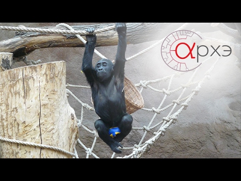 Видео: Марина Ванчатова: "Новые данные о поведении человекообразных обезьян в условиях зоопарка"