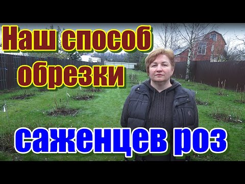 Видео: Подготовка и обрезка роз к зиме.