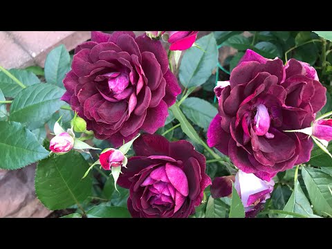 Видео: Розы. Великолепие второго цветения : 100 Idees Jardin, Inka, Burgundy Ice, The Alnwick Rose.