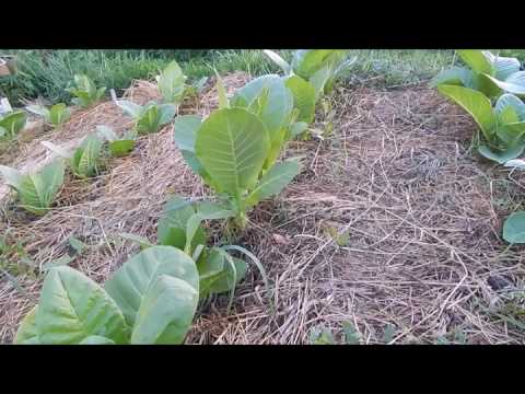 Видео: О мульчировании  Часть 1