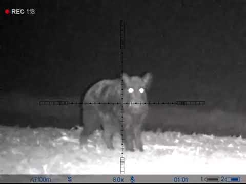 Видео: Полювання на дикого кабанчика.