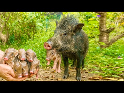 Видео: Я был в шоке! 🐗 Кабаниха с поросятами окружила меня! ❤️🥰👍