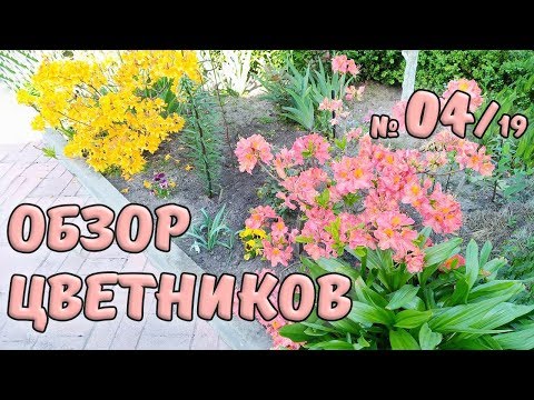 Видео: Обзор цветников №4/19. Шикарное цветение азалий и рододендронов