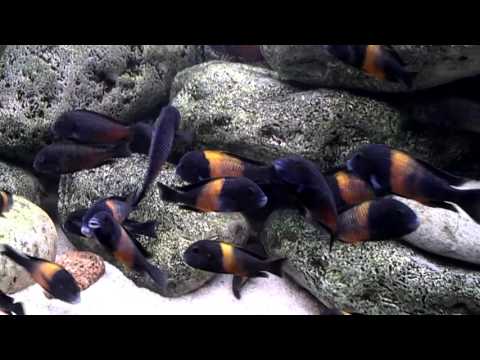 Видео: Интерактивный аквариумный туризм Сезон 2 Выпуск 21(Трофеусы!)