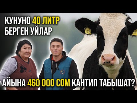 Видео: Кантип күнүнө 400 литр сүт алып жатат ? Голштино уйлар жөнүндө кеңири маалымат - АГРОВЕТАЗИЯ