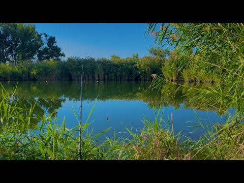 Видео: НАШЛИ ОЗЕРО ЗА ДЕРЕВНЕЙ ЗАКИНУЛИ ПЛАШКИ,АМУРЫ ТОРПЕДЫ,ЧУТЬ НЕ РВАЛИ ПОДСАК,РЫБАЛКА МЕЧТА
