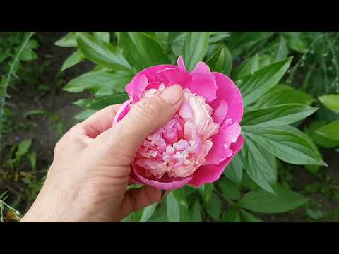 Видео: Пион Pink Derby