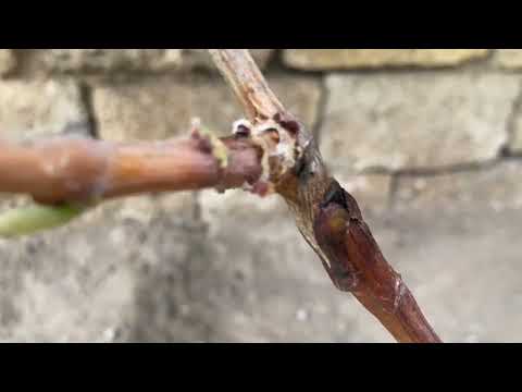 Видео: Визрівання літніх прищеп зеленим в зелене