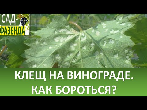 Видео: Клещ на винограднике. Методы борьбы с этим вредителем