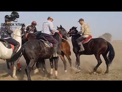 Видео: Лейлек Улак Сезон Башталды Озерная Ат майданы Бишкек🔥🇰🇬🇰🇬
