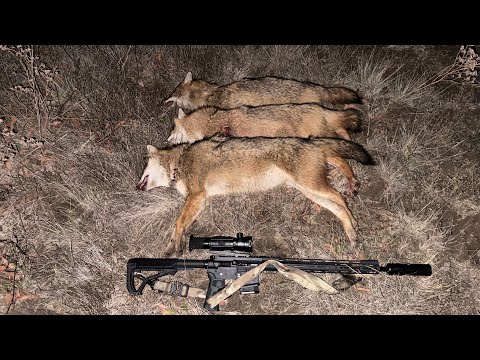 Видео: Еще одна пара результативных вечеров охоты на шакала в Волгоградских степях.