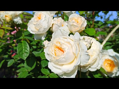 Видео: А осень в розы влюблена❤🍁 НЕ осенний сад и посылки с розами🌹