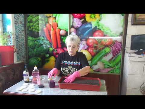 Видео: ПРОТРАВЛИВАЮ ГРУНТ ПЕРЕД ПОСЕВОМ МАРГАНЦОВКОЙ. Ольга Чернова.