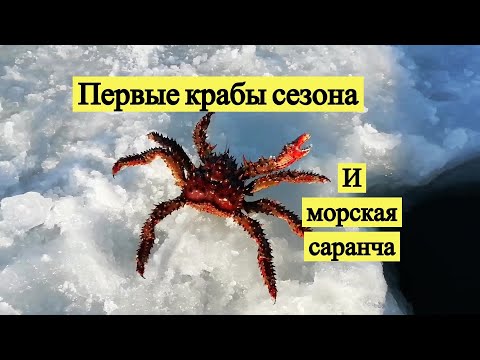 Видео: Первые крабы сезона и морская саранча