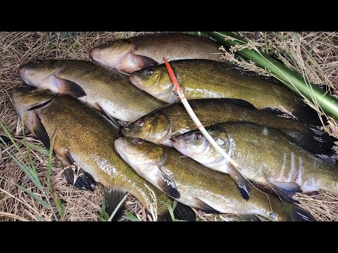 Видео: ТЕ САМЫЕ ПОКЛЁВКИ ЛИНЯ - РЫБАЛКА НА ПОПЛАВОК, ЛОВЛЯ НА УДОЧКИ НА ДИКОМ ПРУДУ