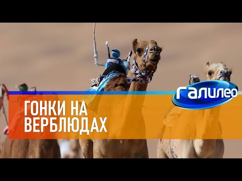 Видео: Галилео 🐪 Гонки на верблюдах