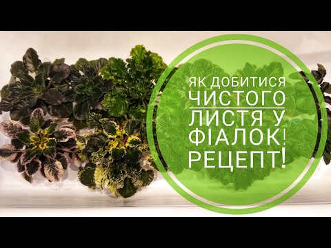 Видео: Як добитися чистого листя у фіалок! Рецепт!