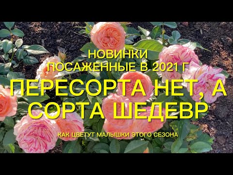 Видео: Розы. Пересорта нет , а сорта шедевр. Как же хороши новинки 2021 года.🌹🌹🌹