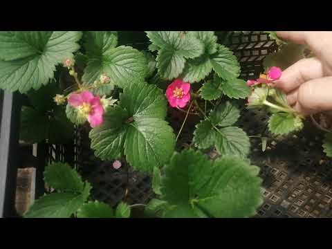 Видео: Земляника ананасная "Тристан", "Тоскана" и "Руби Энн" 🍓