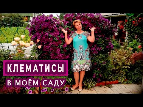 Видео: КЛЕМАТИС. Особенности ухода и выращивания