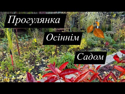 Видео: Як виглядає сад до прибирання на зиму,прогулянка🍂