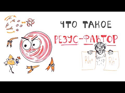 Видео: Почему важен Резус-фактор?