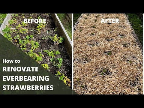 Видео: КАК ОБНОВИТЬ ПЛОДОНОСНУЮ КЛУБНИКУ