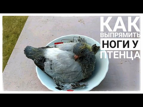 Видео: Бойные Голуби. Как выпрямить ноги у птенца. 07.05.21 Грузия. Тбилиси