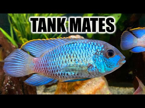 Видео: 10 лучших соседей по аквариуму для Electric Blue Acara