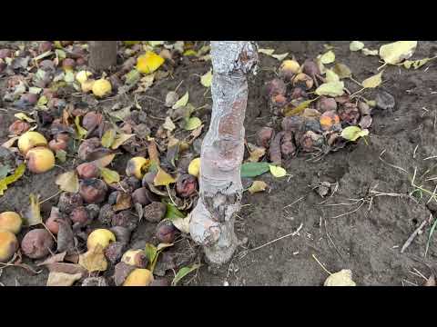 Видео: Груша «Олімпік»