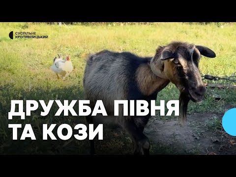 Видео: "Не помітила, коли вони подружились": у селі на Кіровоградщині півень пасеться разом із козою