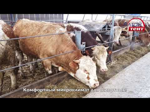 Видео: ФЕРМА КРС Коровники беспривязного содержания, откорм бычков, строительство коровников, молочных ферм