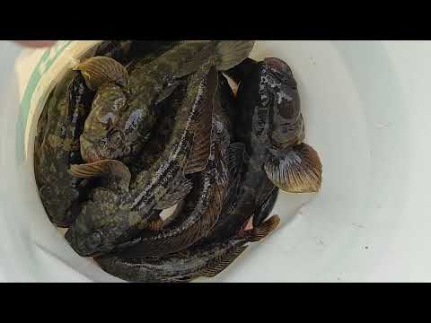 Видео: Риболов на попчета!Като няма риба и попчето е риба!