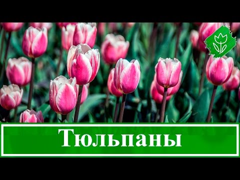 Видео: Выращивание тюльпанов – посадка и уход в саду