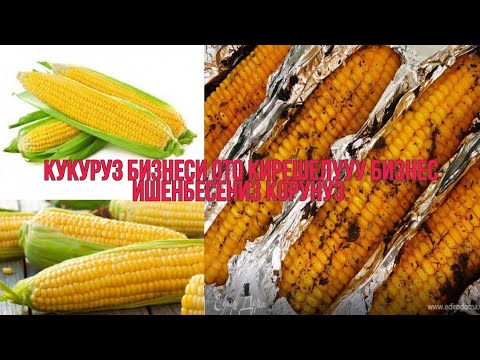Видео: СОООНУН БИЗНЕС КУКУРУЗНЫЙ ЖУГОРУ.