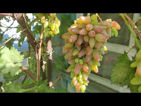 Видео: Виноград ОРИГИНАЛ скоро дозреет