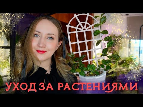Видео: УХОД ЗА РАСТЕНИЯМИ: полив, черенкование, переукоренение, уборка