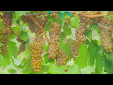 Видео: Айтаска - последний зимостойкий сорт Университета Миннесоты (США)