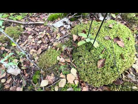 Видео: Брожу по лесу в поисках грибов, даже заблудился немного, но вышел на дорогу по шуму шоссе