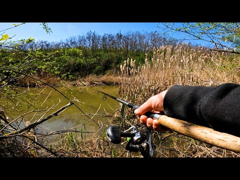 Видео: Рыбалка весной 2025 . Рыбалка на дикаре .Охота за карпом.Если хочешь поймать Карпа делай так!