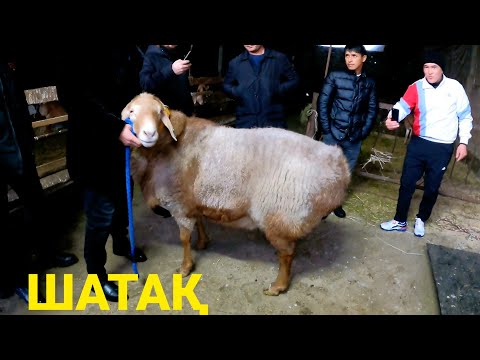 Видео: МИЯТХАН АҒАНЫҢ ГИССАР ҚОШҚАРЛАРЫ 187 КГ-ШАТАҚ/БАЗАР КЗ