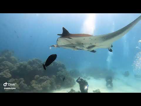 Видео: Дайвинг на Мальдивах 2025. Остров Расду. 4К. Третья часть.